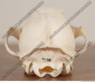 photo reference of skull 0026